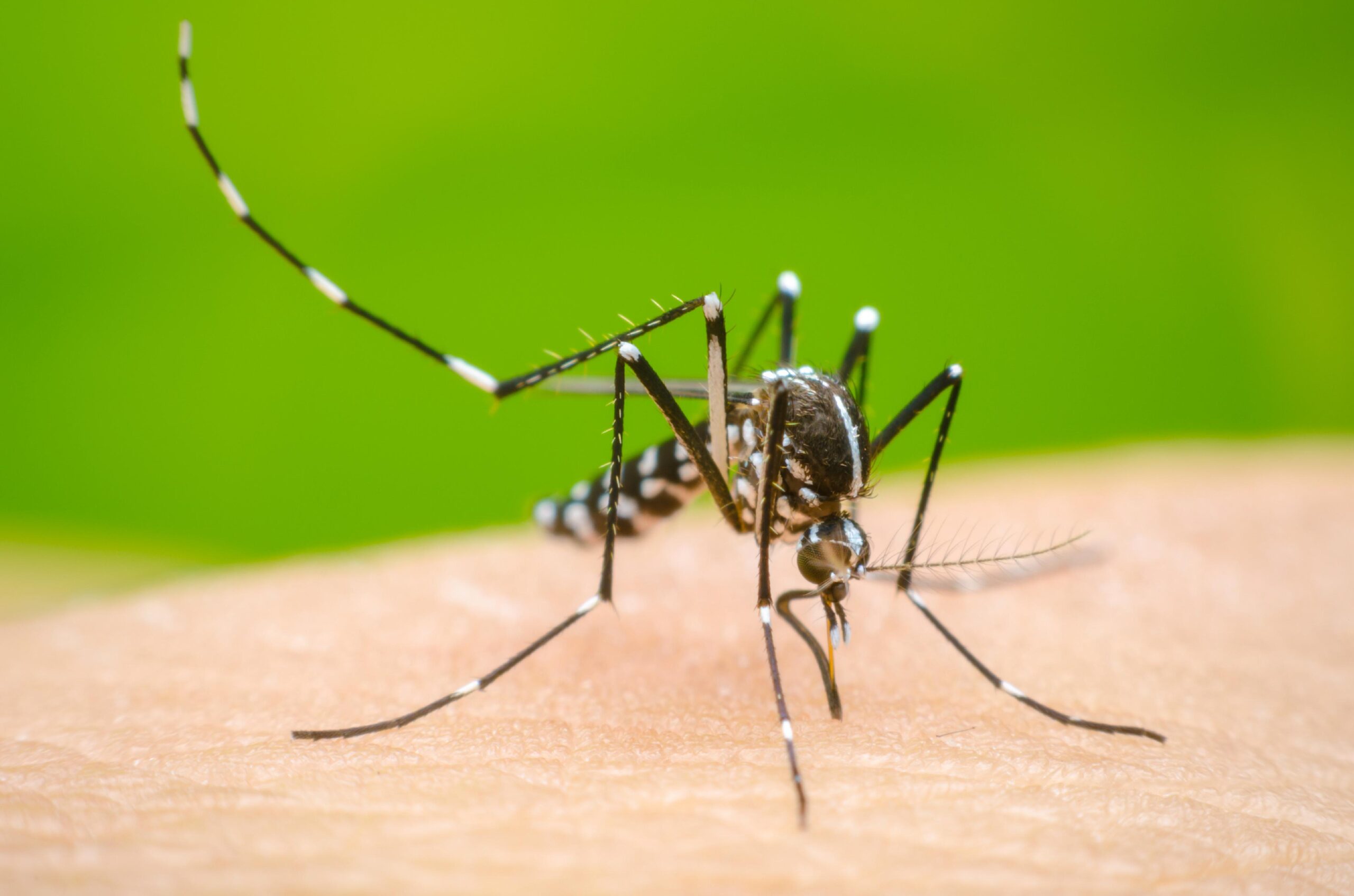 Santa Fe confirmó 340 casos de dengue y advierte que la situación es «preocupante»